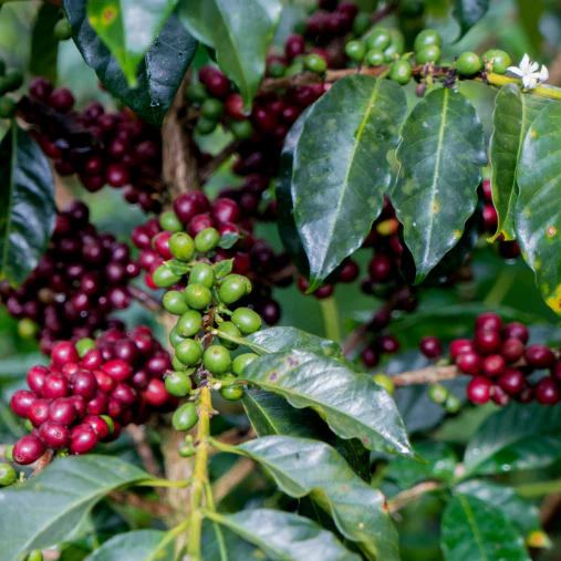 Organic Cajamarca Microlot - Image 5