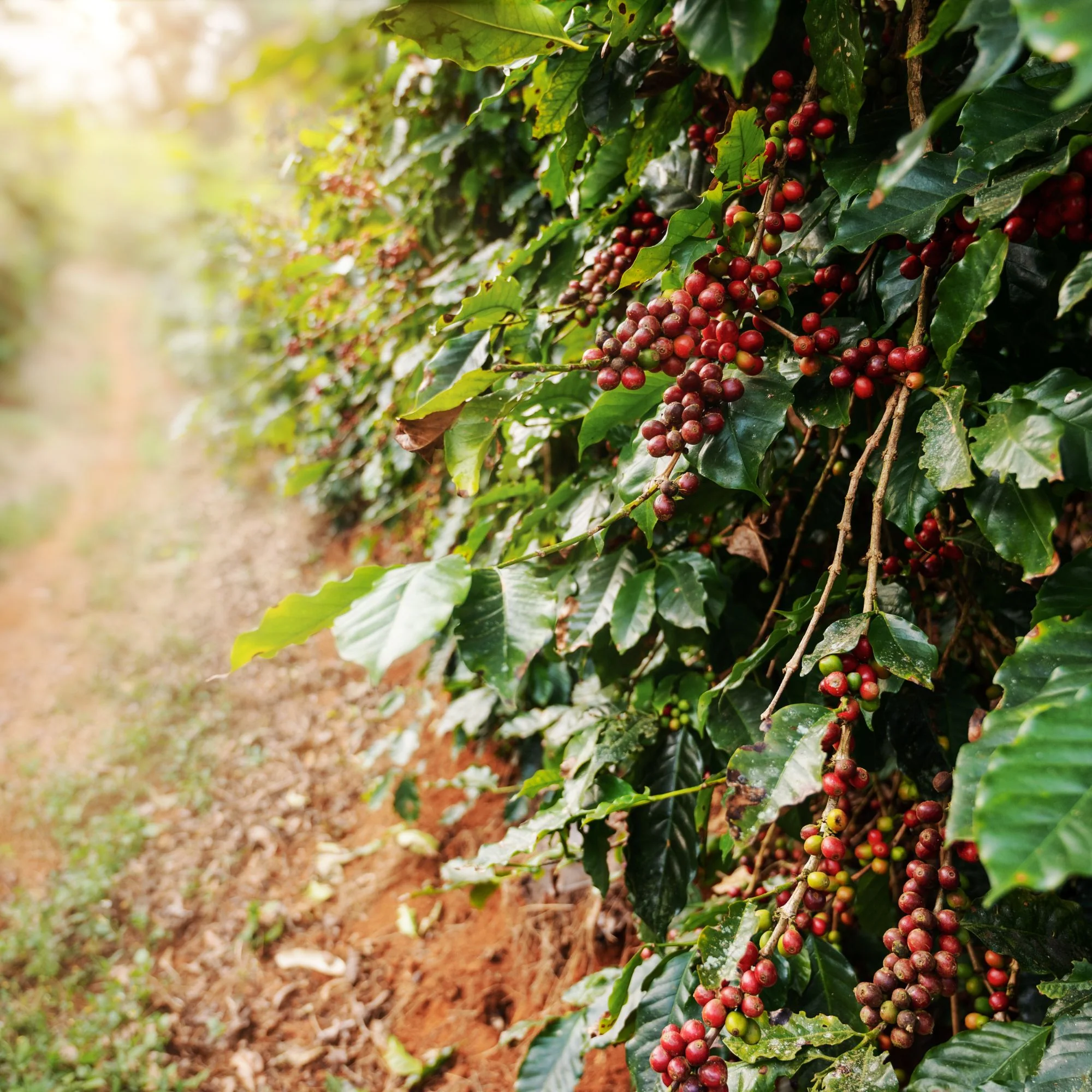 Gayo Pantan Musara Natural Coffee - Image 7